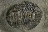 Detailed Proetid (Gerastos) Trilobite Fossil - Morocco #325844-1